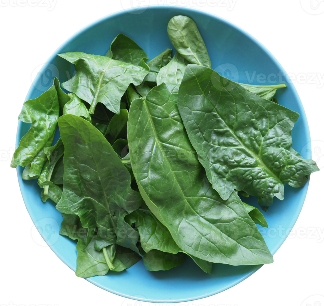 green spinach leaves in a dish transparent PNG 8535266 PNG