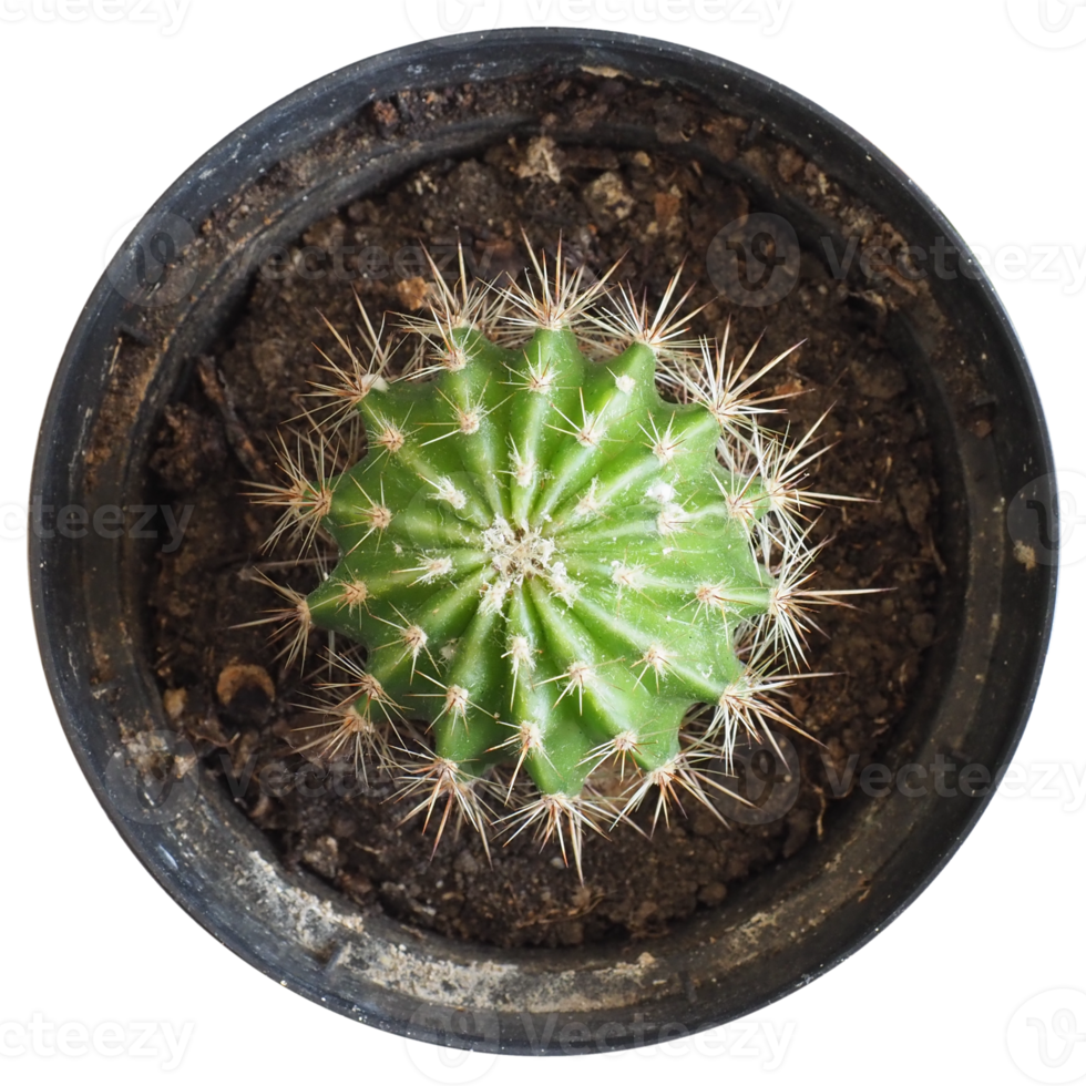 Kaktus Cactaceae Pflanze transparentes Png
