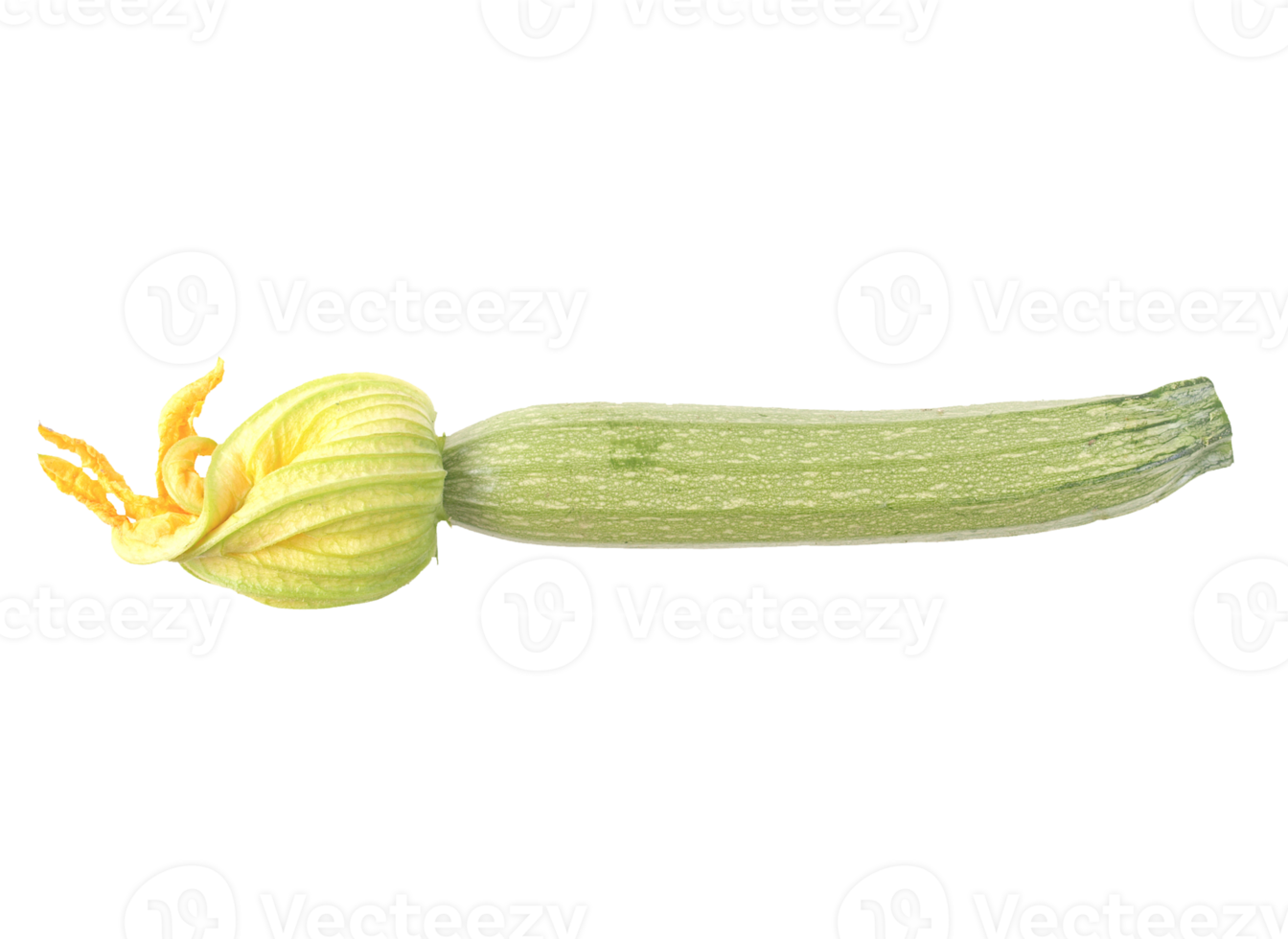 courgette courgette png transparent