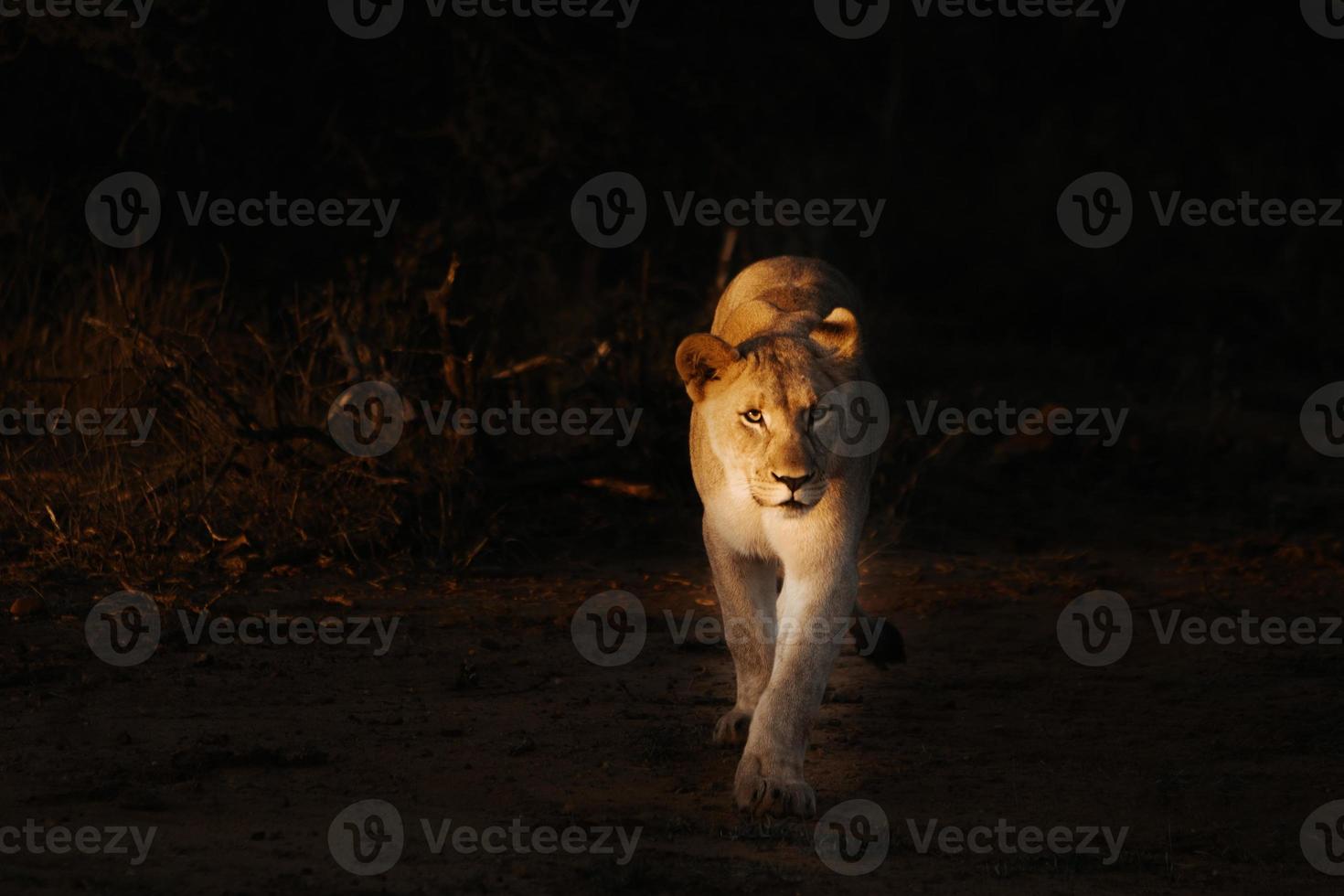 puesta del sol del retrato del león africano femenino foto