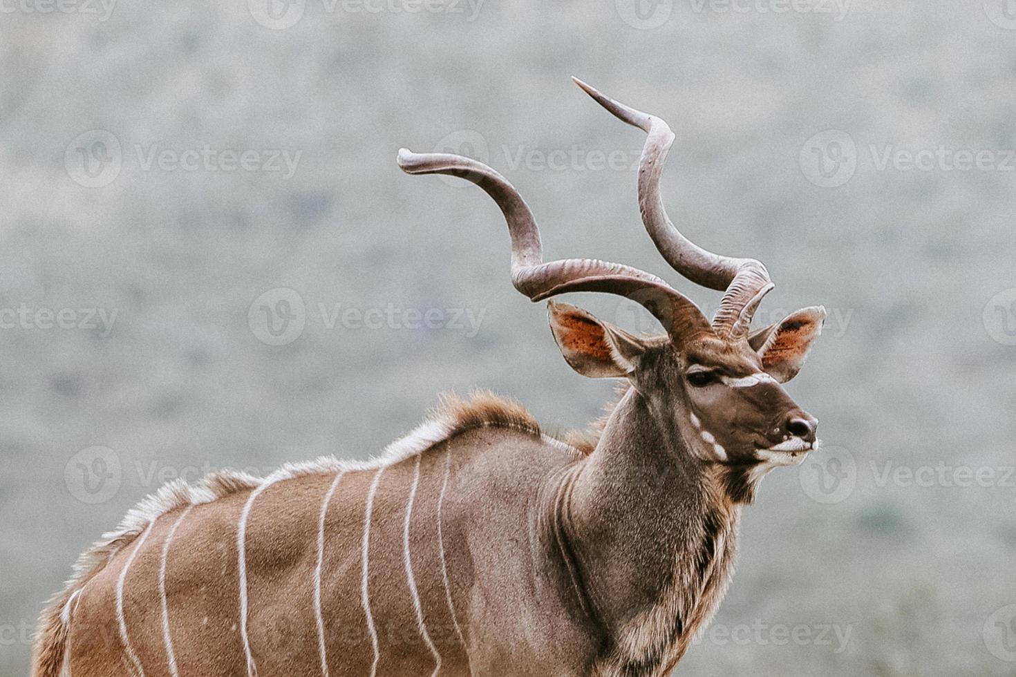 Male kudu portrait photo