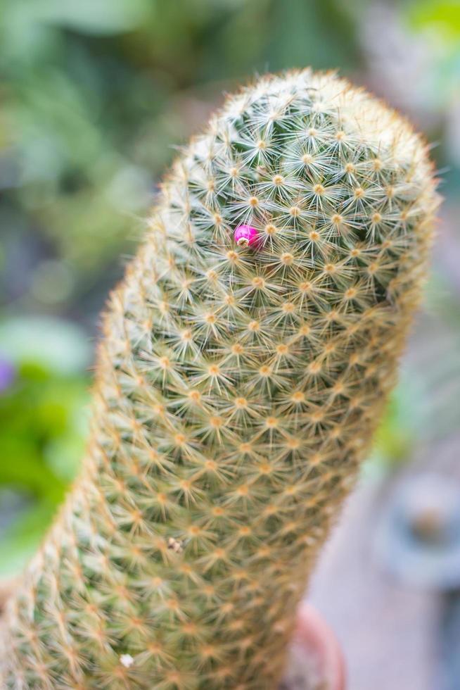 cactus está floreciendo una flor rosa. es ornamental y lleno de espigas, puede crecer en la arena. foto