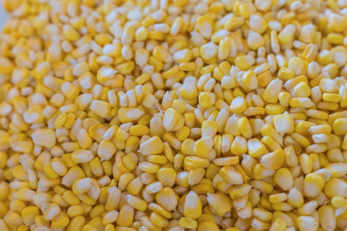 La semilla de maíz dulce amarillo es una de las verduras ricas en fibra, nutrientes y fuente de carbohidratos de la planta. foto
