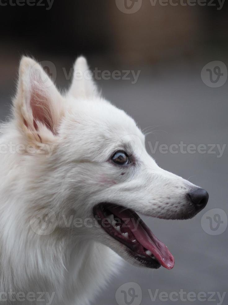 perro blanco, spitz japonés foto