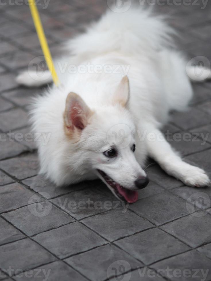 White dog,Japanese spitz photo