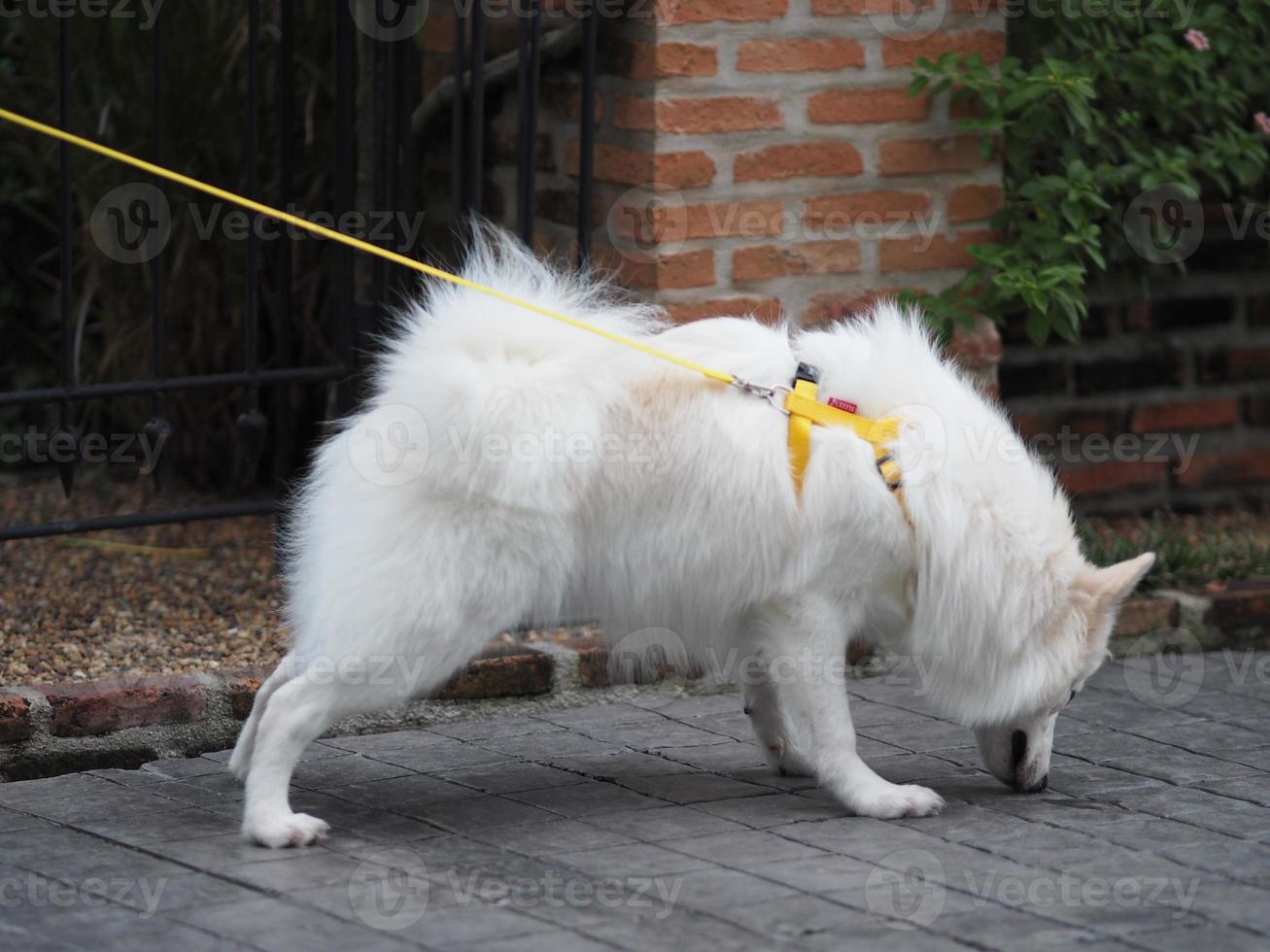 White dog,Japanese spitz photo
