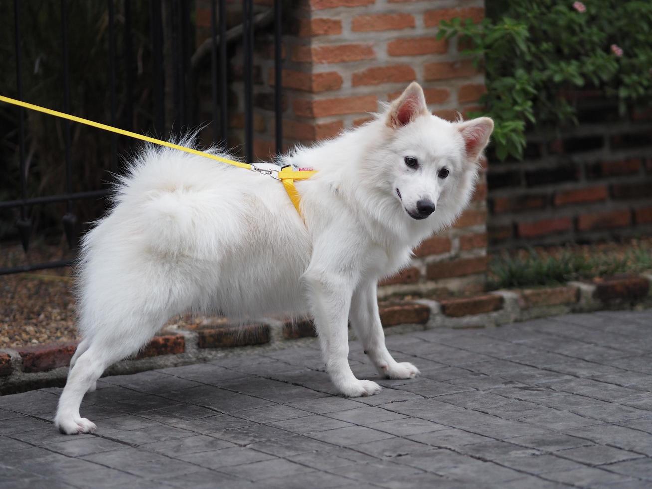 puesto de perro blanco foto