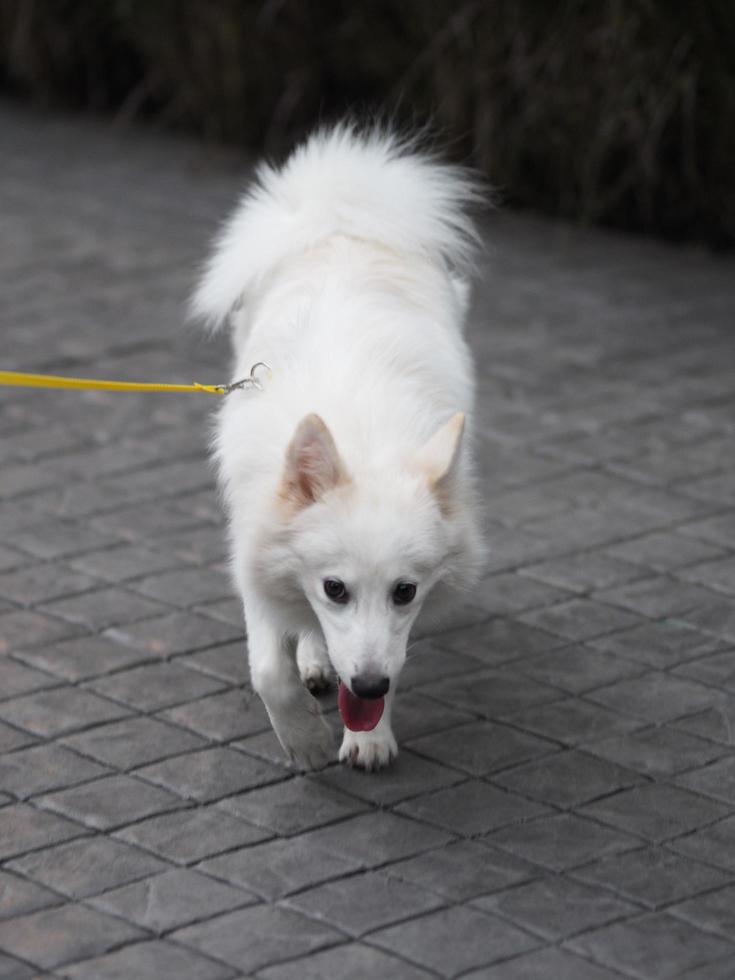 white dog stand photo