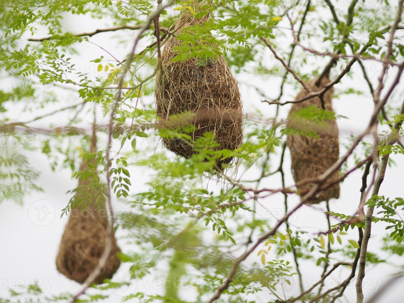 nido pájaro pájaro tejedor colgar en el árbol naturaleza fondo foto