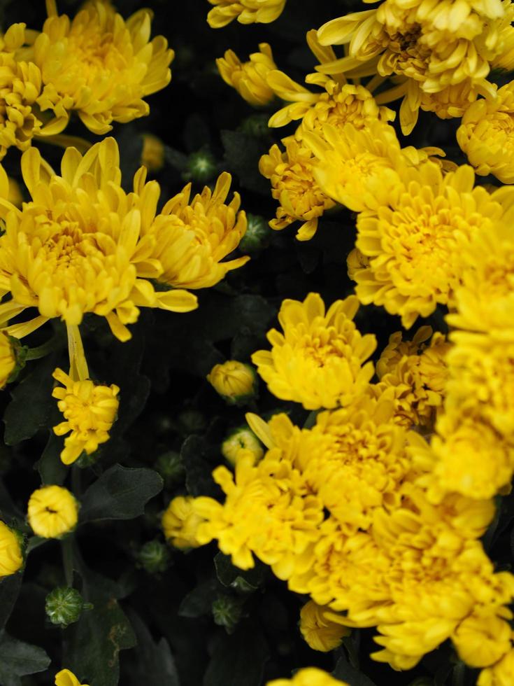 Yellow Chrysanthemum Flower Scientific name Dendranthemum grandiflora beautiful bouquet stacked on background photo