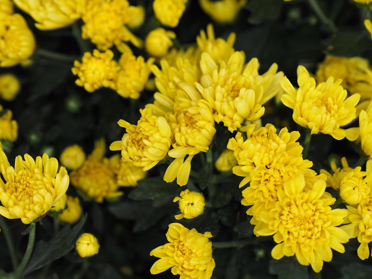 Yellow Chrysanthemum Flower Scientific name Dendranthemum grandiflora beautiful bouquet stacked on background photo