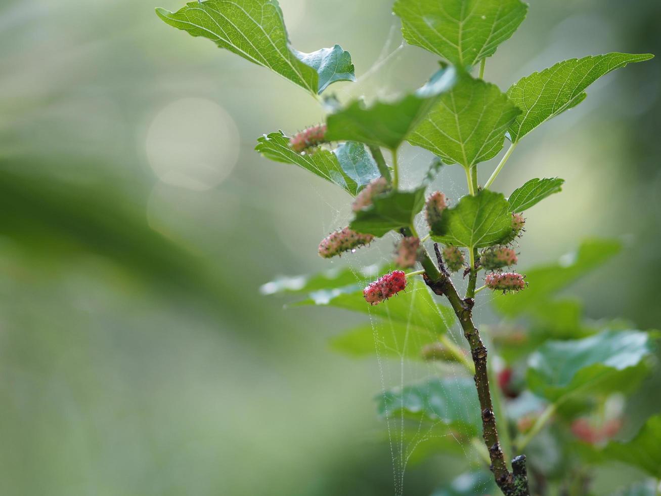 Mulberry fruit blooming on tree in garden on blurred of nature background photo