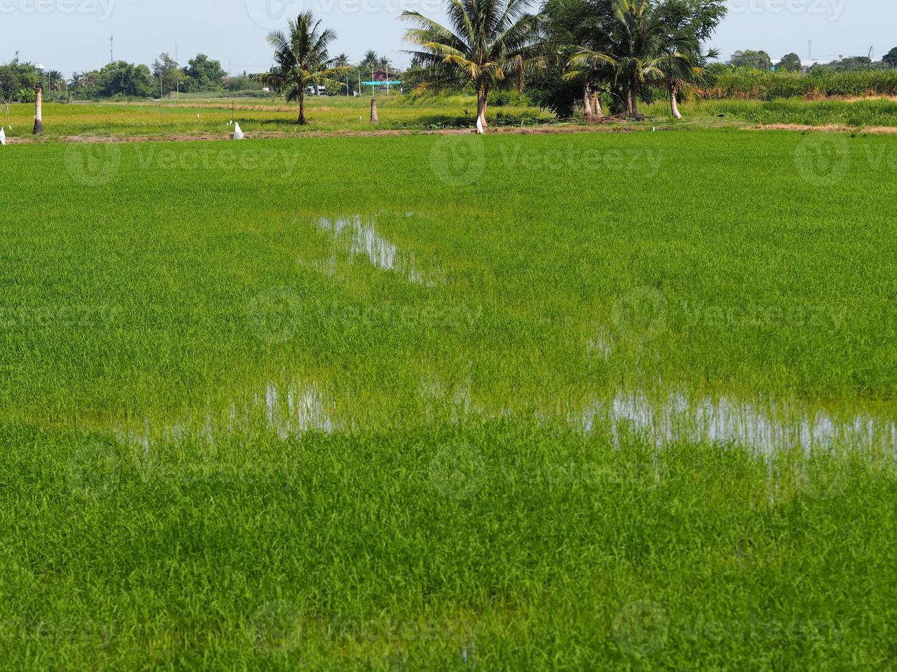 green paddy rice in the field plant, Jasmine rice on bush tree cloudy sky of nature background photo