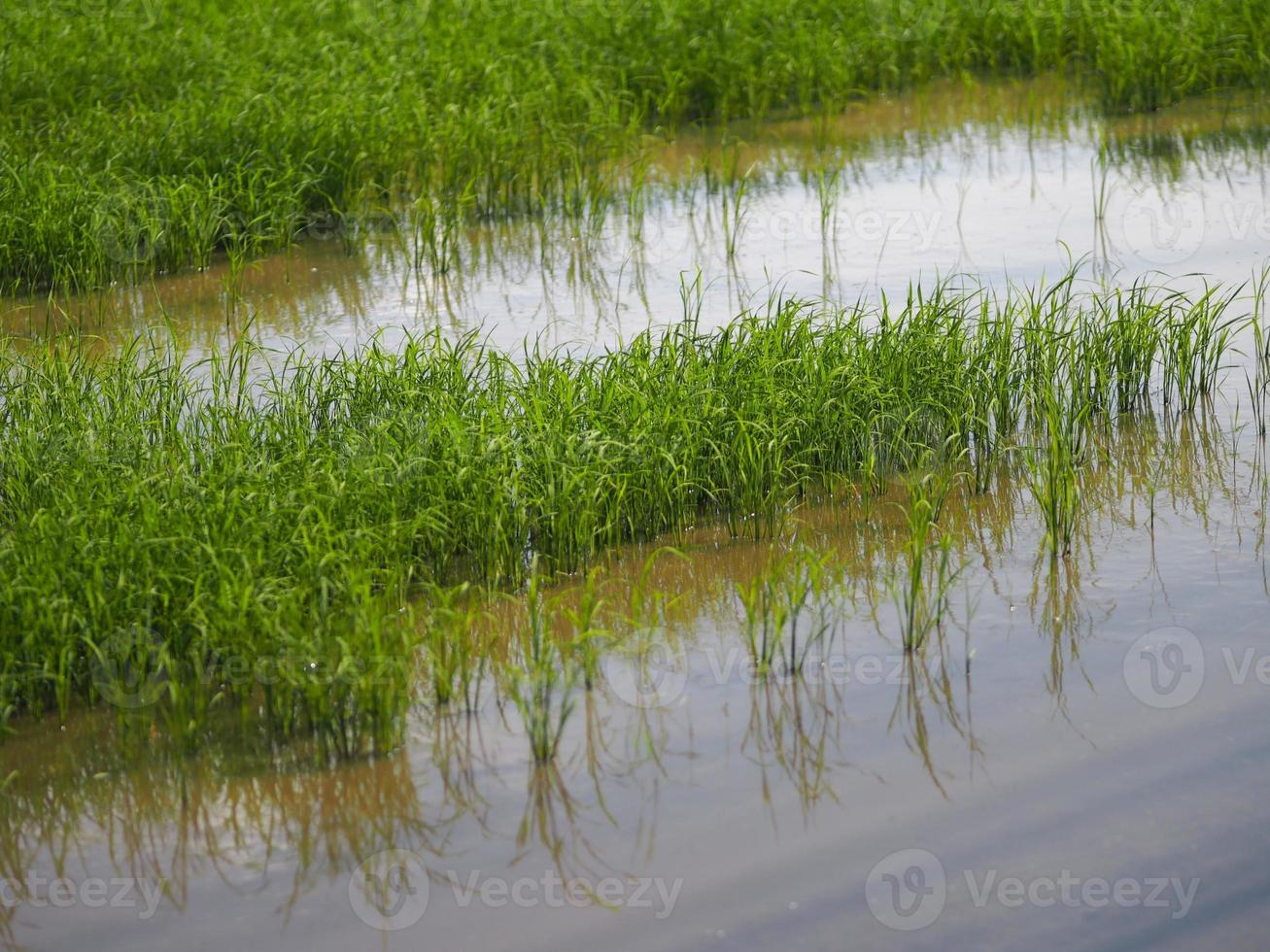 green paddy rice in the field plant, Jasmine rice on bush tree cloudy sky of nature background photo