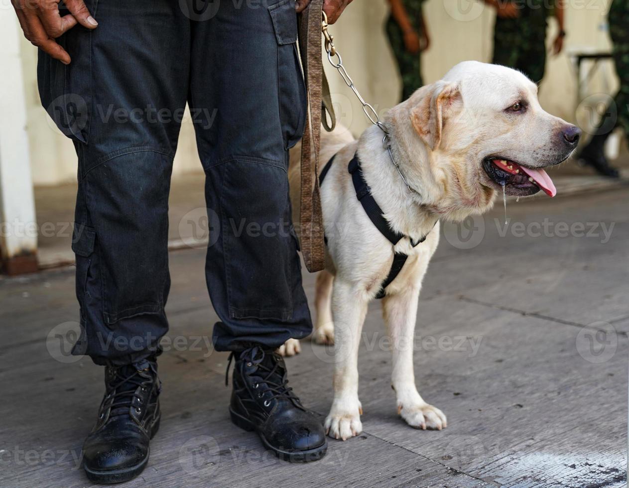 police dog in duty, finding the bomb in the event. photo