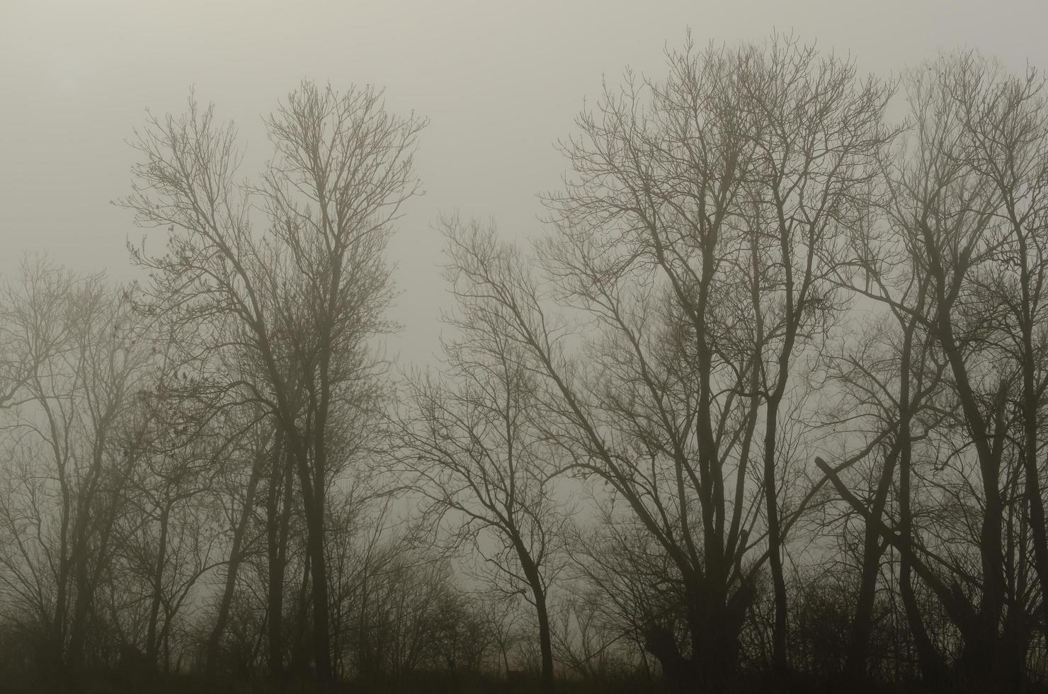 fog in the forest photo