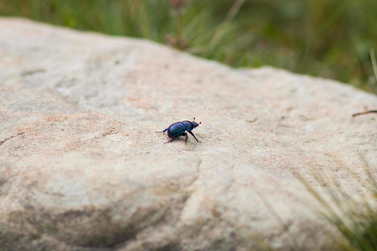 Bug on stone close up photo