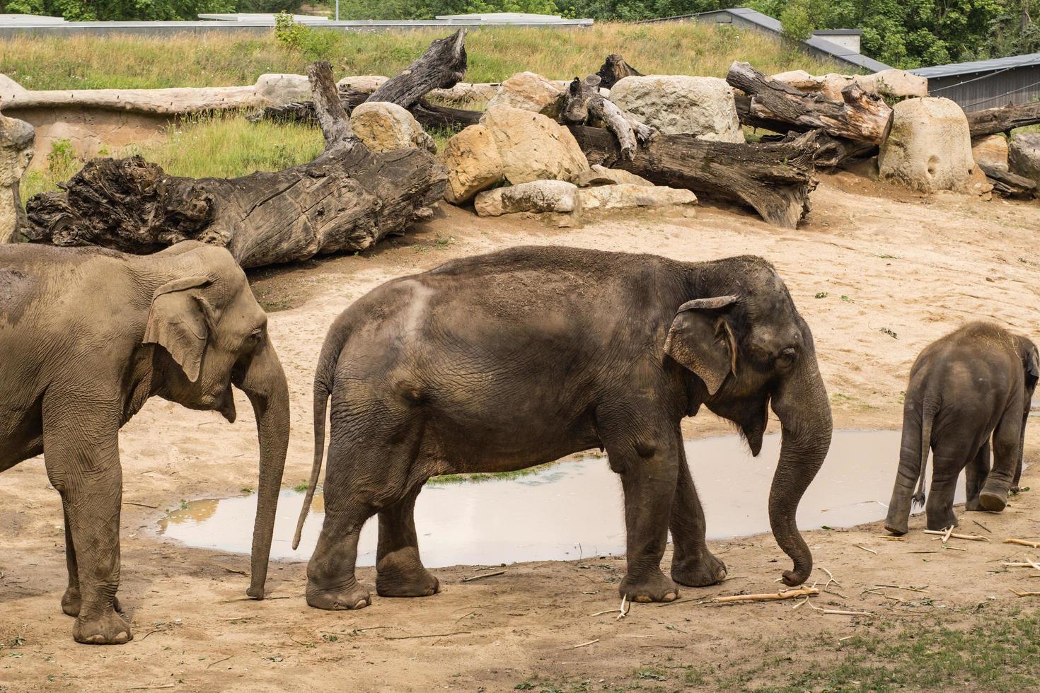 Close up of elephants in the Prague zoo photo