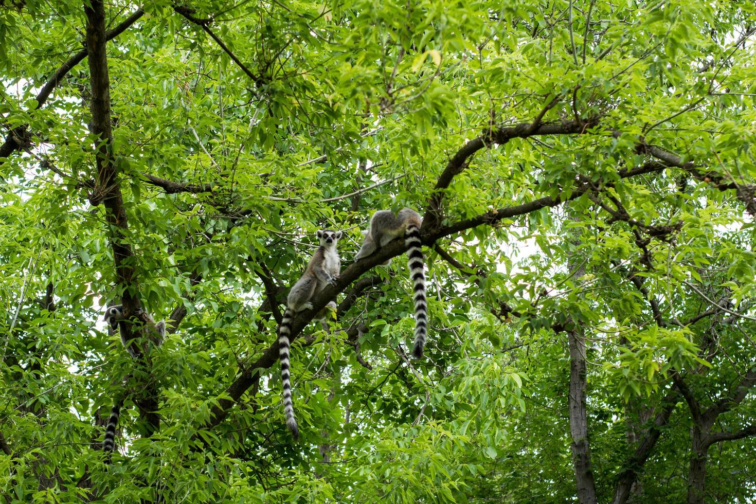 group of lemurs siting on the tree in the zoo photo