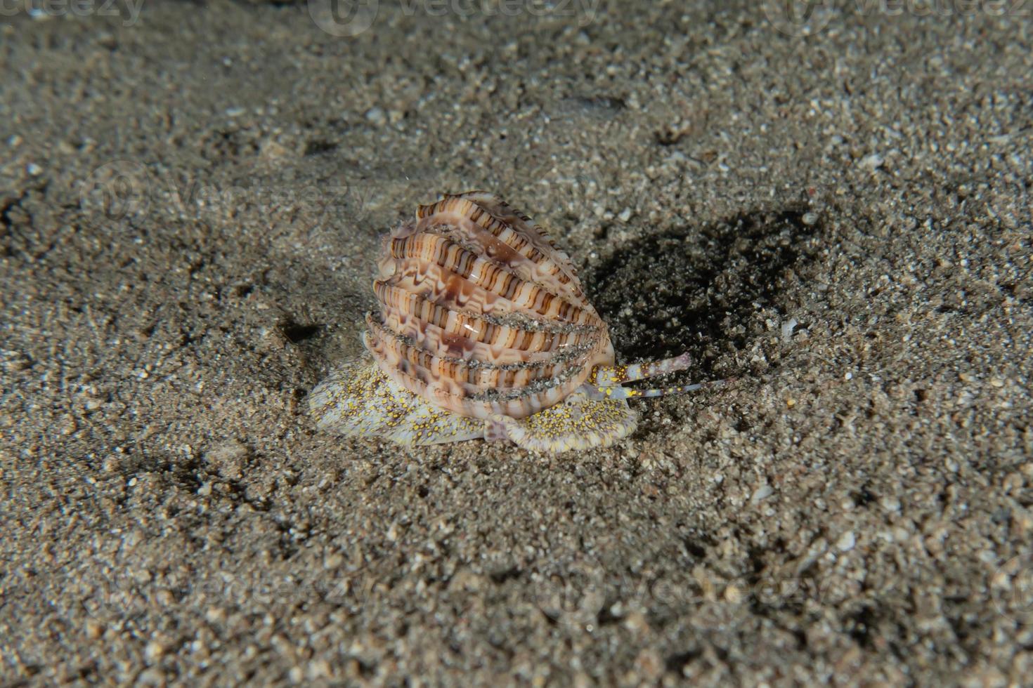 Sea snails in the Red Sea Colorful and beautiful, Eilat Israel photo