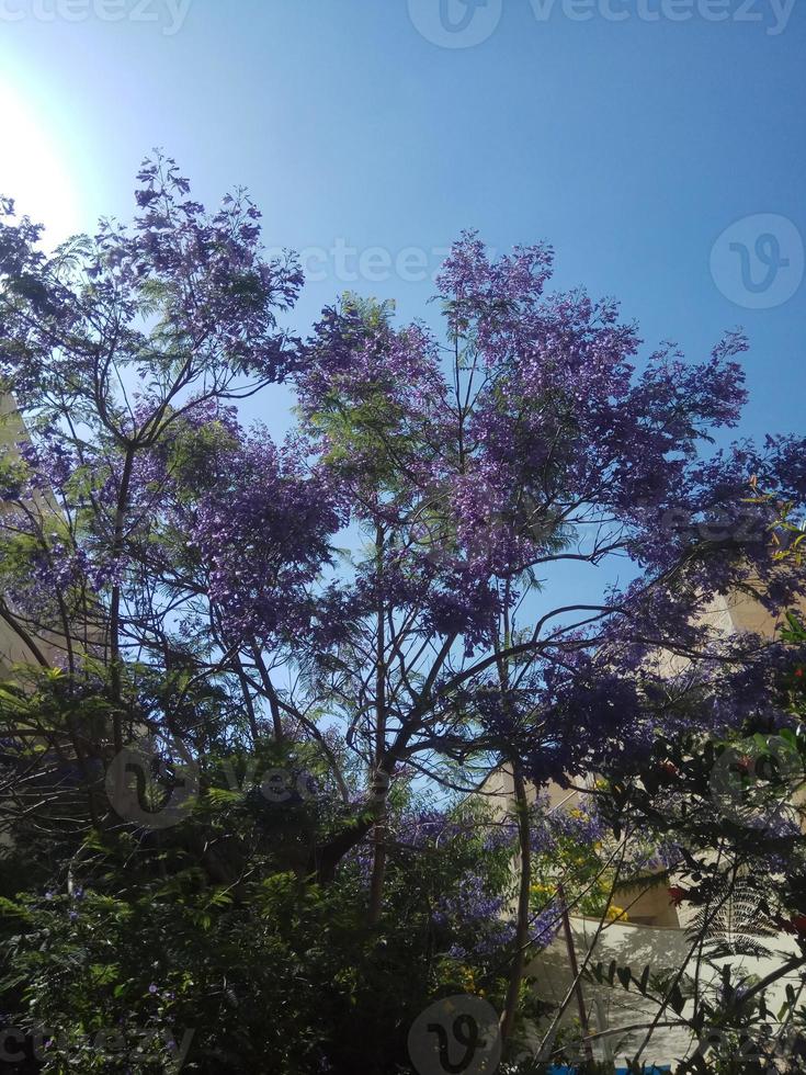 Amazing Flowers in the botanical gardens of Israel colorful and beautiful photo