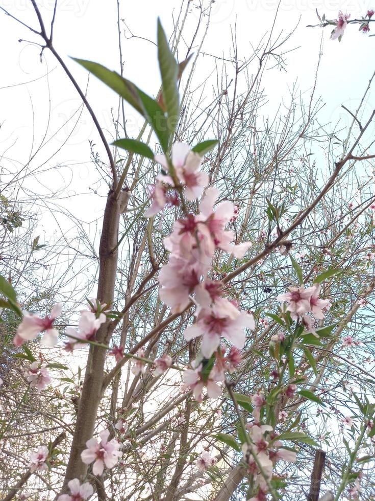 Amazing Flowers in the botanical gardens of Israel colorful and beautiful photo