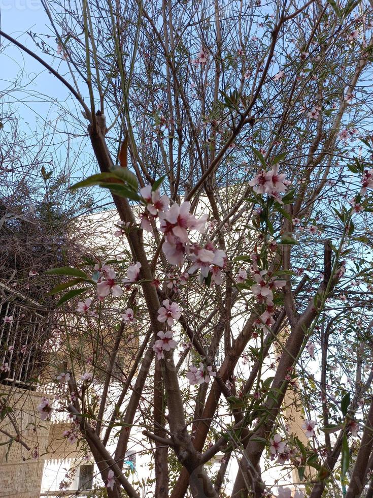 Amazing Flowers in the botanical gardens of Israel colorful and beautiful photo