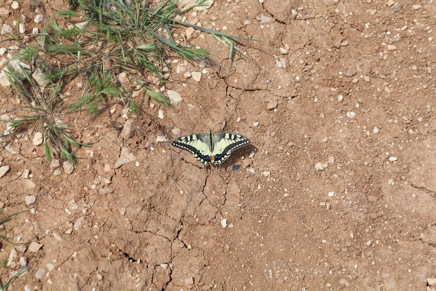 A nice butterfly on a tree branch photo