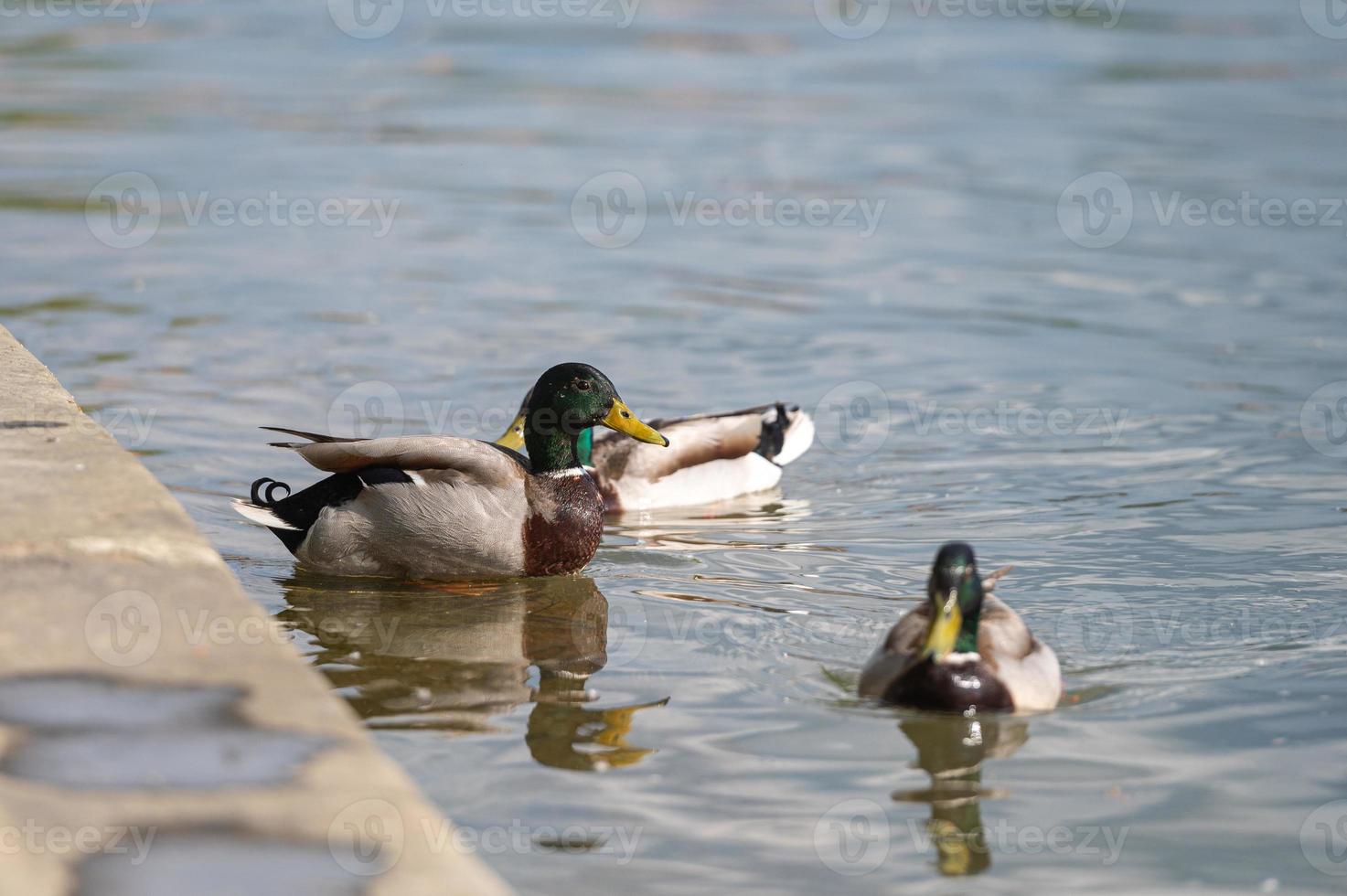 pato en el río garrone en un día soleado en toulouse, francia en el verano de 2022 foto