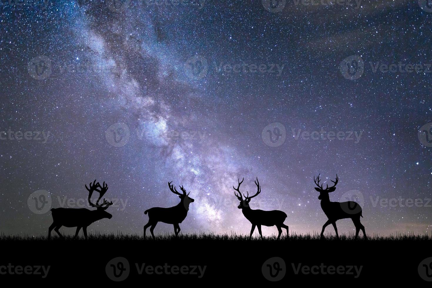 Silhouettes deer in a beautiful light meadow. wildlife concept in nature photo