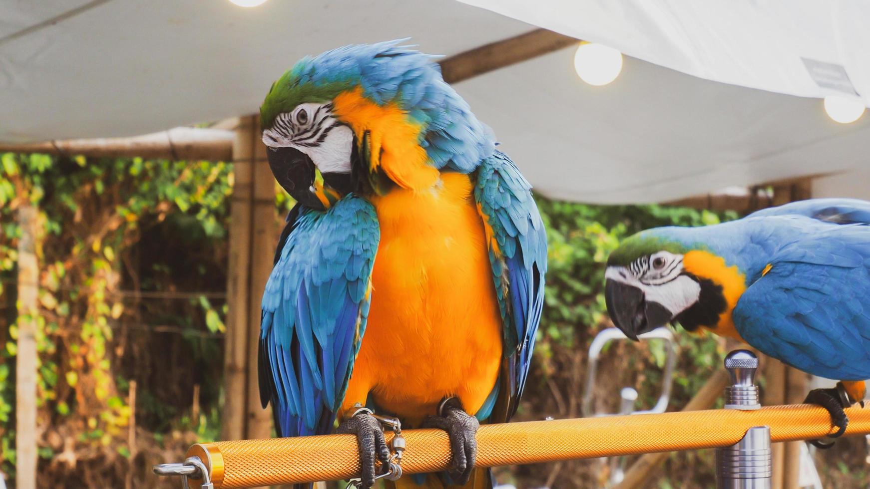 Macaws are birds photo