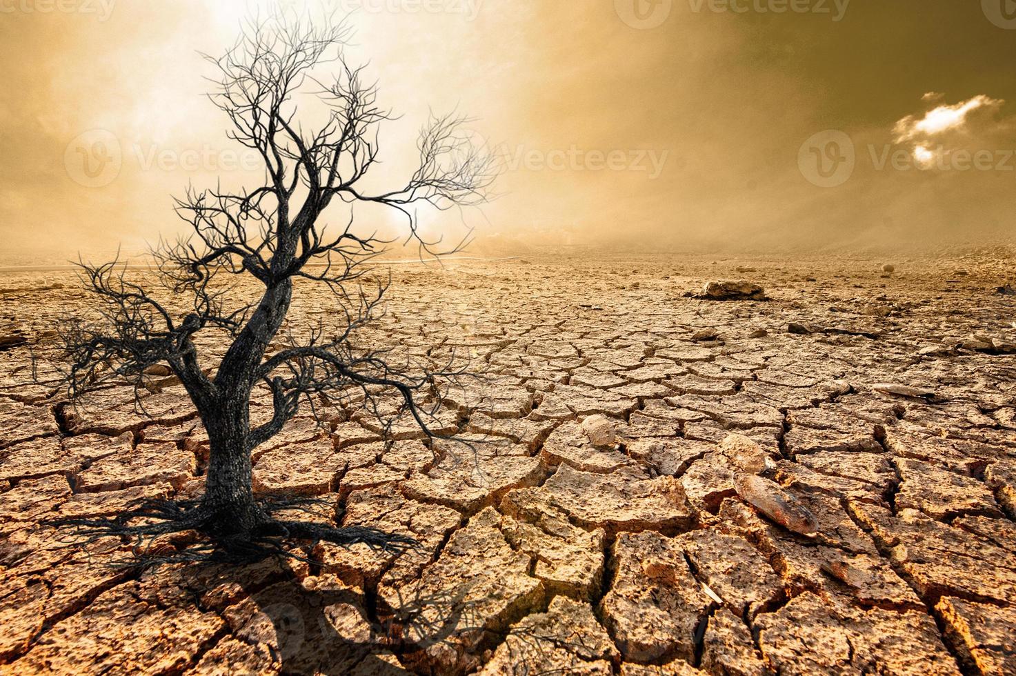 Trees die in a barren land because of global warming. photo