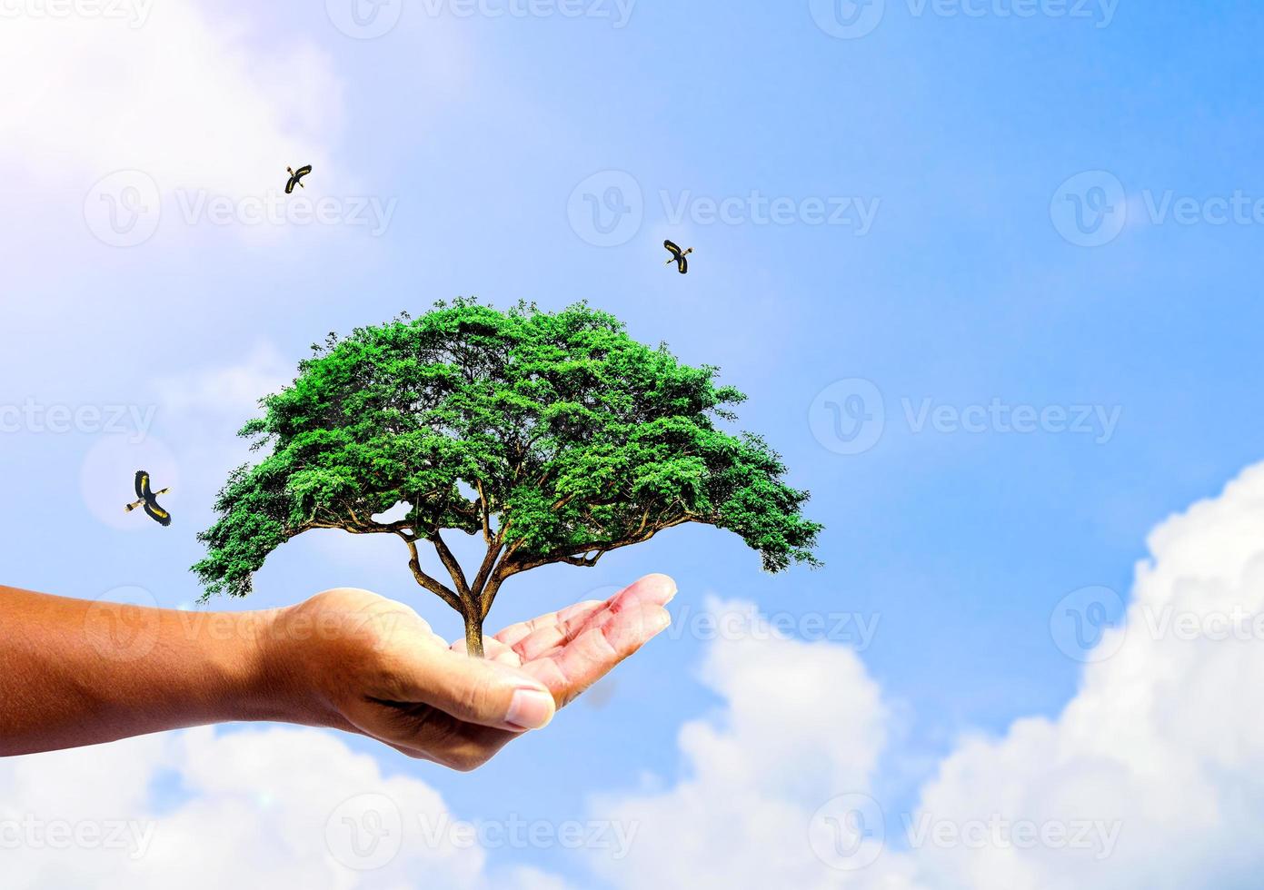 The concept of saving the world, protecting the environment. tree in hand for change photo