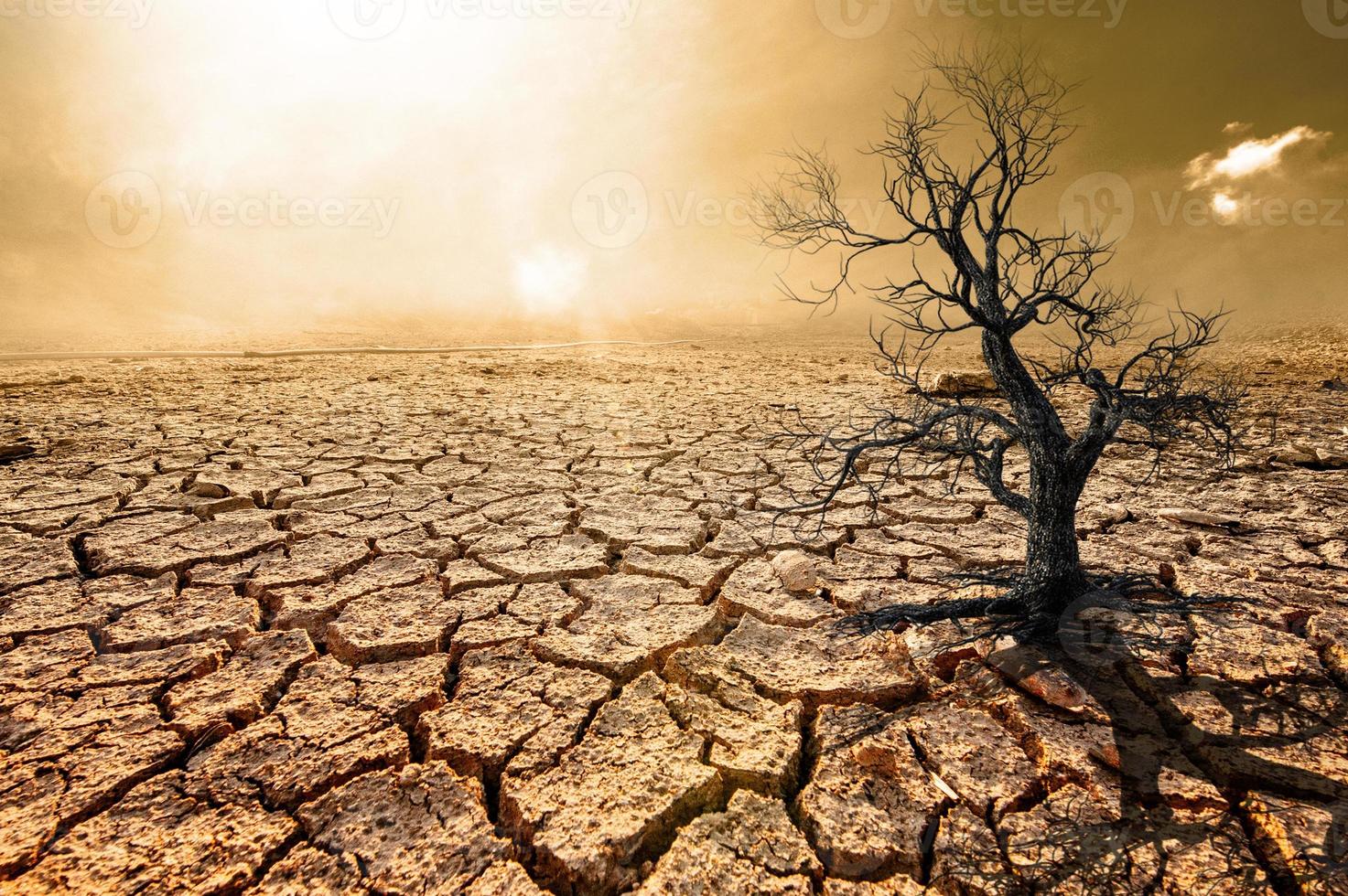 Trees die in a barren land because of global warming. photo