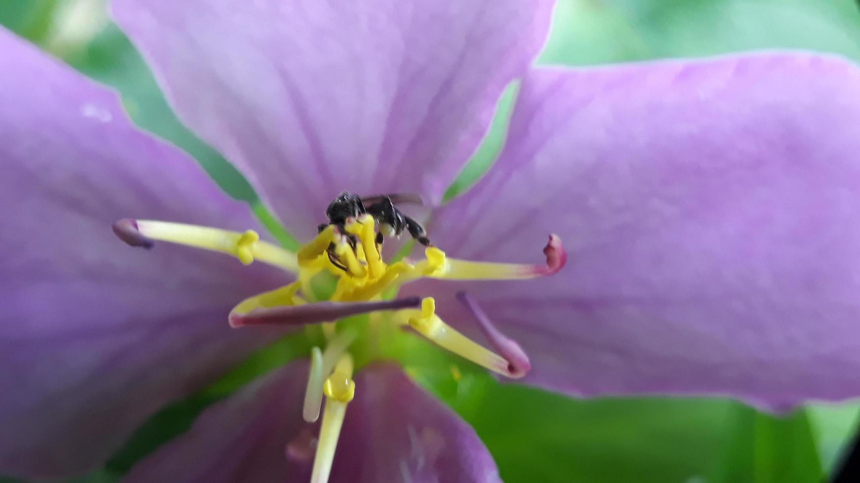 purple flowers bloom in the morning photo