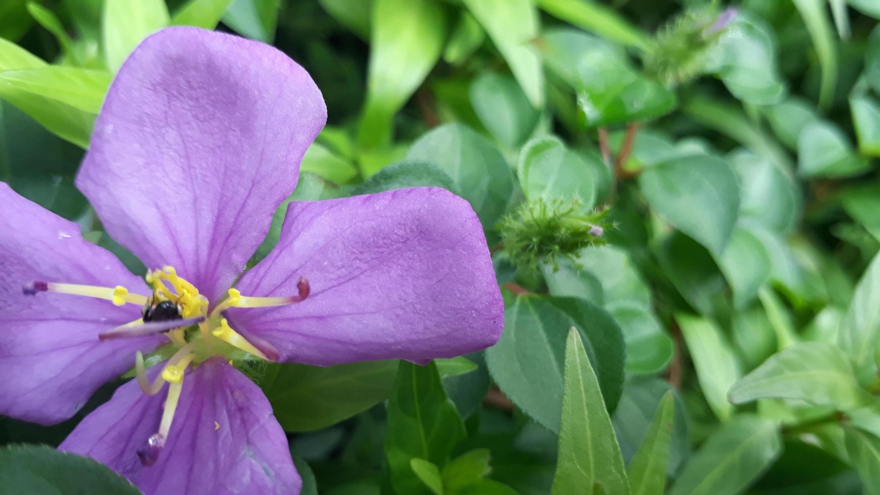 purple flowers bloom in the morning 8536386 Stock Photo at Vecteezy