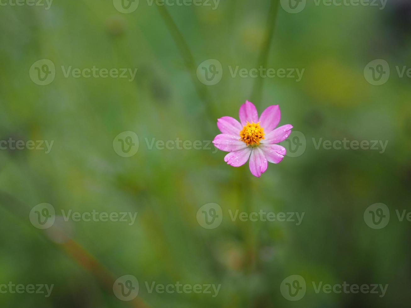 Pink flower Cosmos caudatus, Wild cosmos, Ulam Raja, King of Salad fresh blooming in garden green leaves food background photo