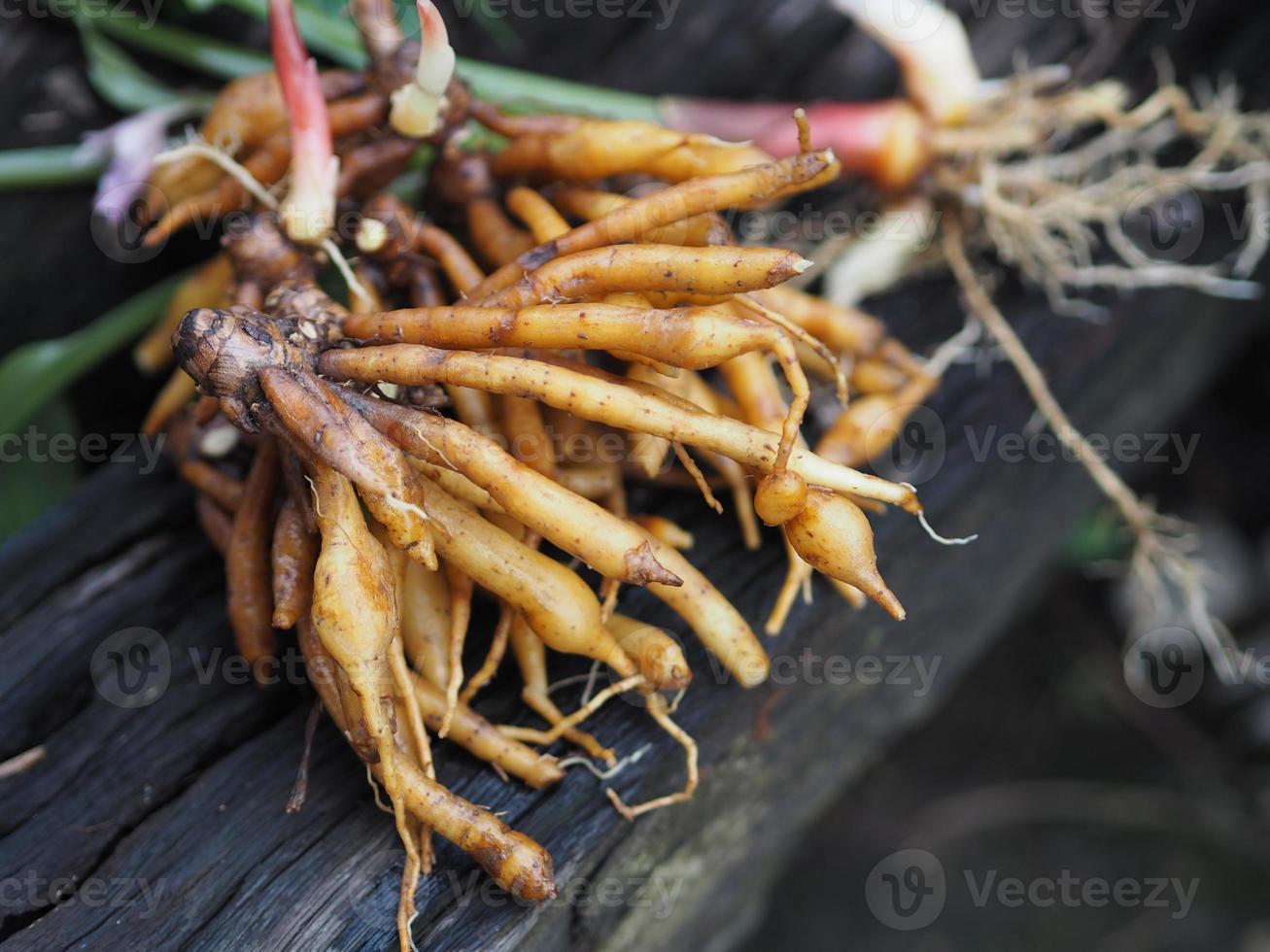 Boesenbergia rotunda, Kaempferia cochinchinensis Gagnep, Curcuma rotunda, Boesenbergia pandurate,  Kaempferia ovata Roscoe, Kaempferia pandura vegetable food Thai herb on wooden, covid19 coronavirus photo