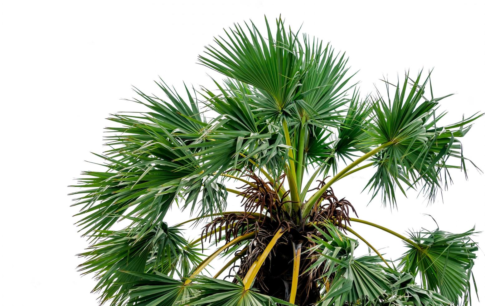 Sugar palm or tala palm Borassus  flabellifer tree and green leaves isolated on white background. Natural pattern of sugar palm leaves and inflorescence. Palm plantation and agriculture. Robust tree photo