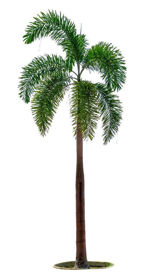 Manila palm, Christmas palm tree Veitchia merrillii isolated on white background. used for advertising decorative architecture. Summer and beach concept. photo