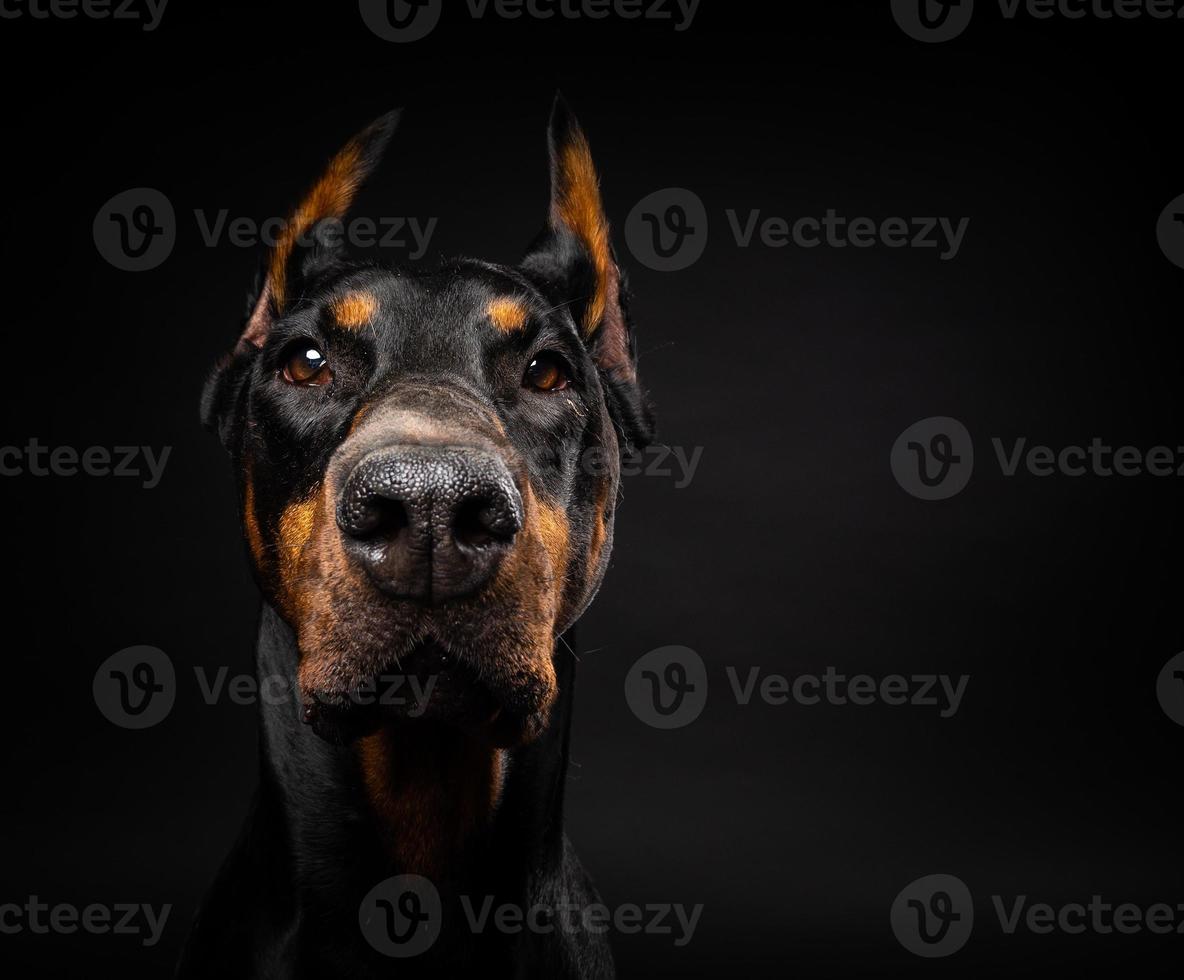 retrato de un perro doberman sobre un fondo negro aislado. foto