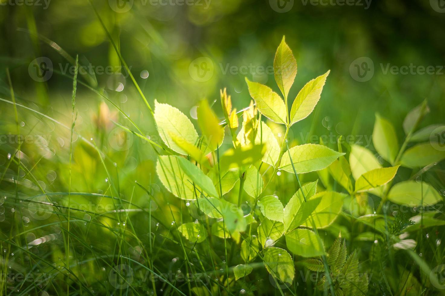 Green grass on meadow field with water drops background. photo