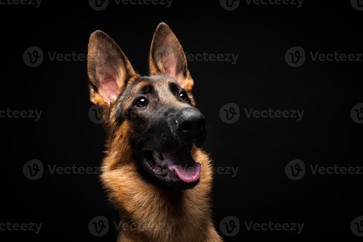 Portrait of a German shepherd in front of an isolated black background. photo