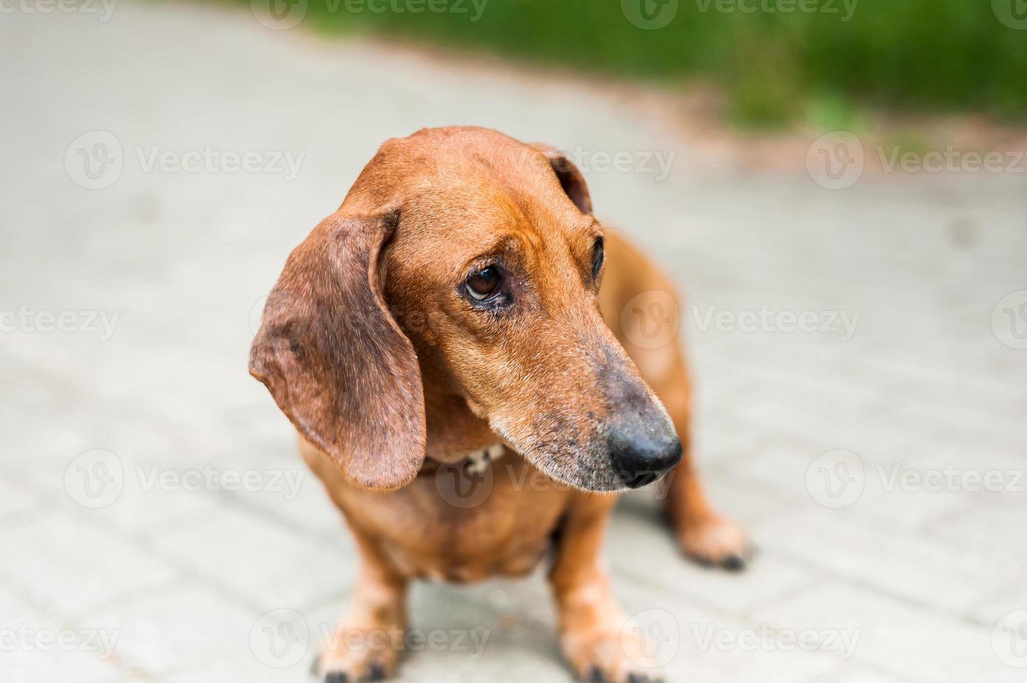 Portrait of a cute dachshund dog smile and happy in summer sunny day for a walk in the summer park photo