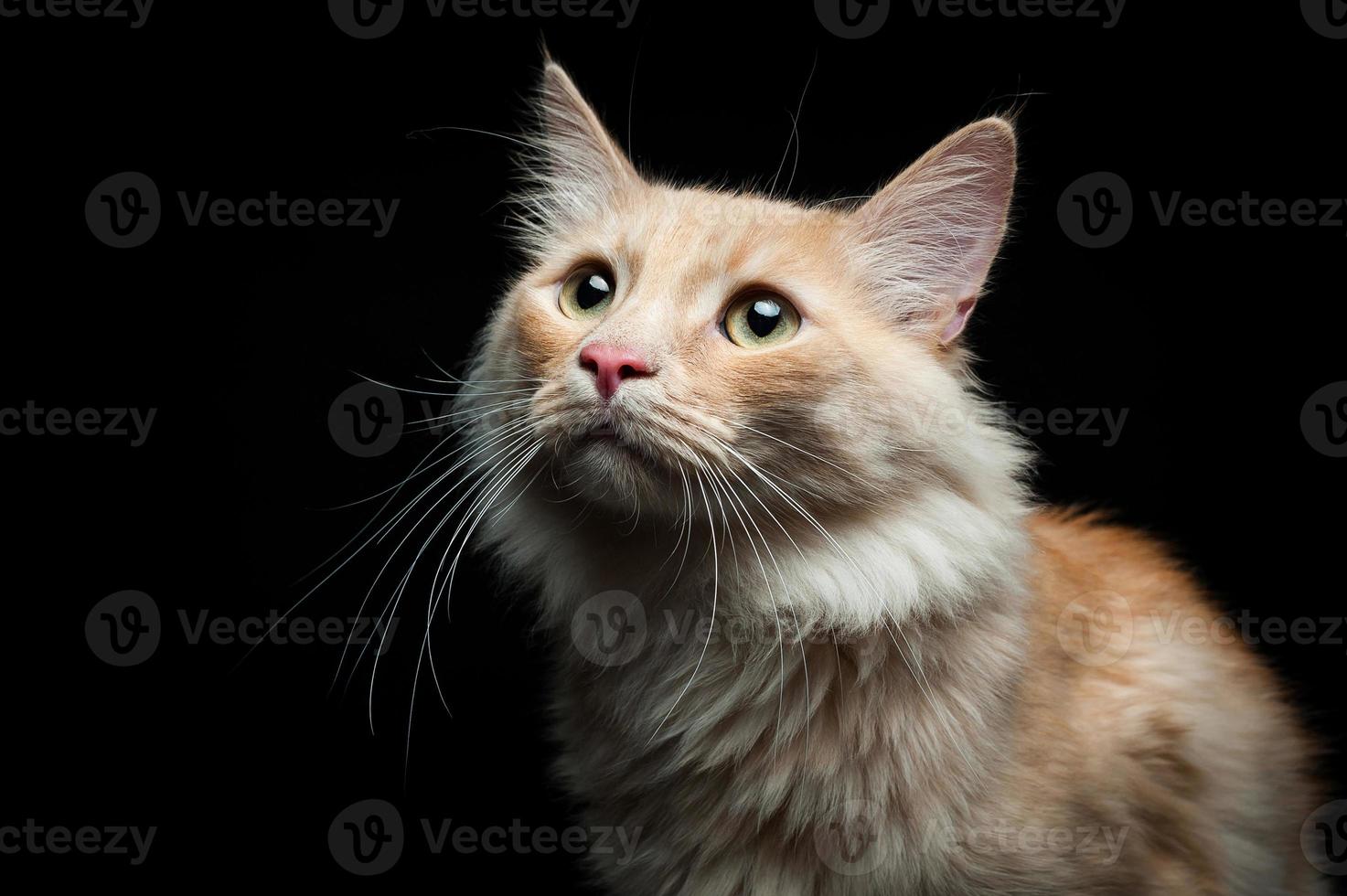 portrait of a red cat on a black background photo