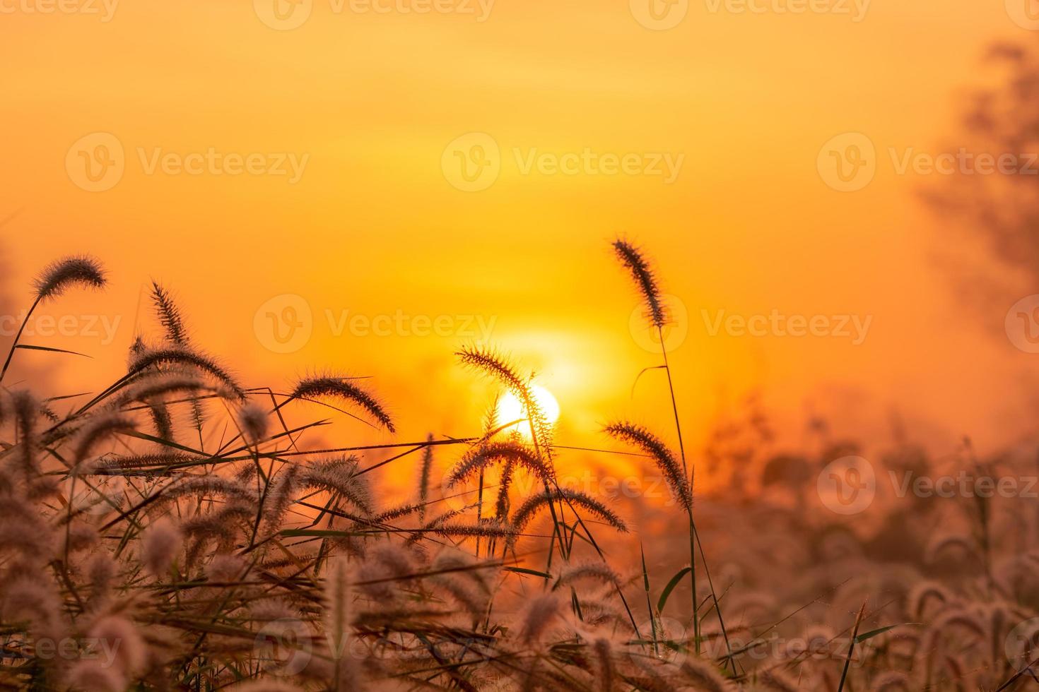 Grass flower in the morning at sunrise with golden sunshine. Flower field in rural. Orange meadow background. Wild meadow grass flowers with morning sunlight. Start new day or new life concept. photo