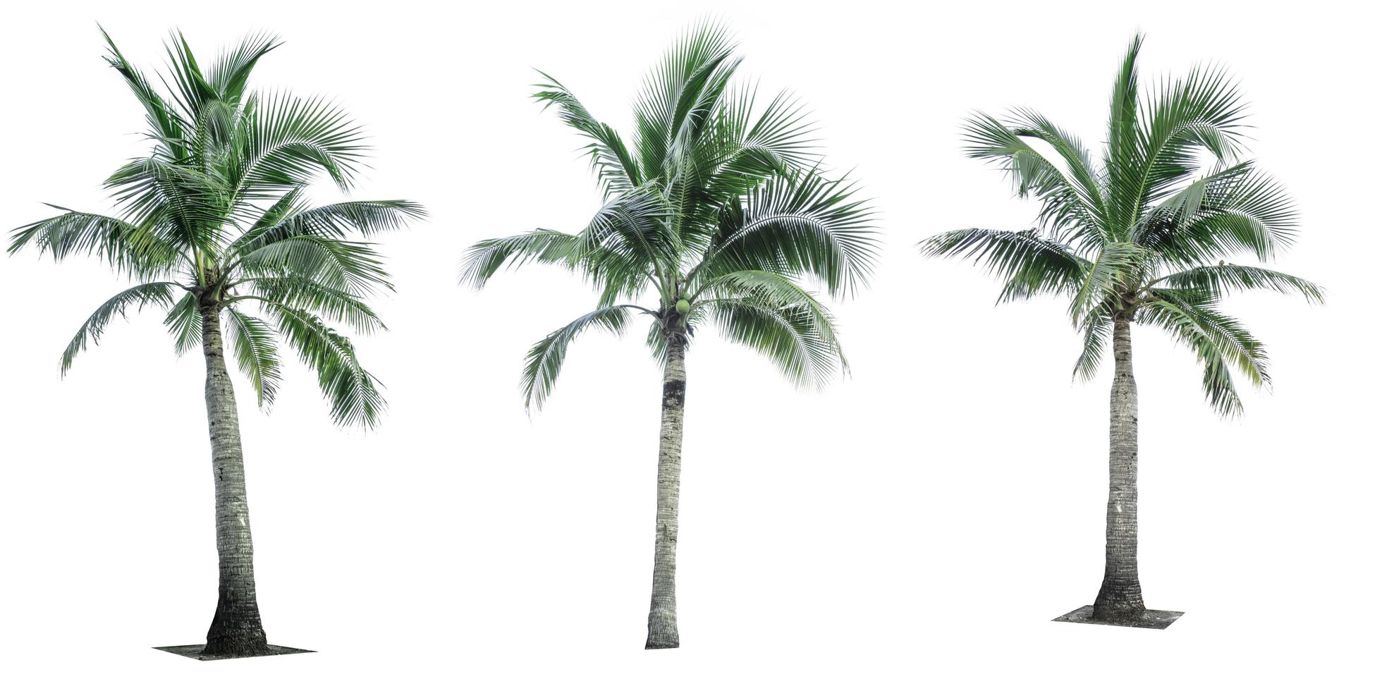 Set of coconut tree isolated on white background. Palm tree. Tropical palm tree. photo