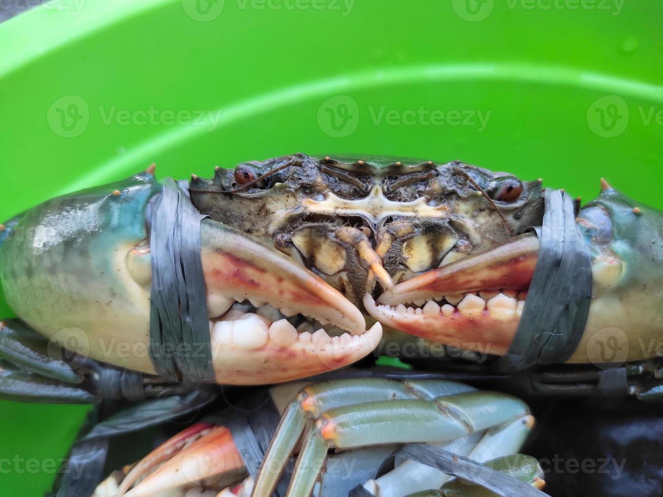 Details of sea crabs tied with live ropes photo