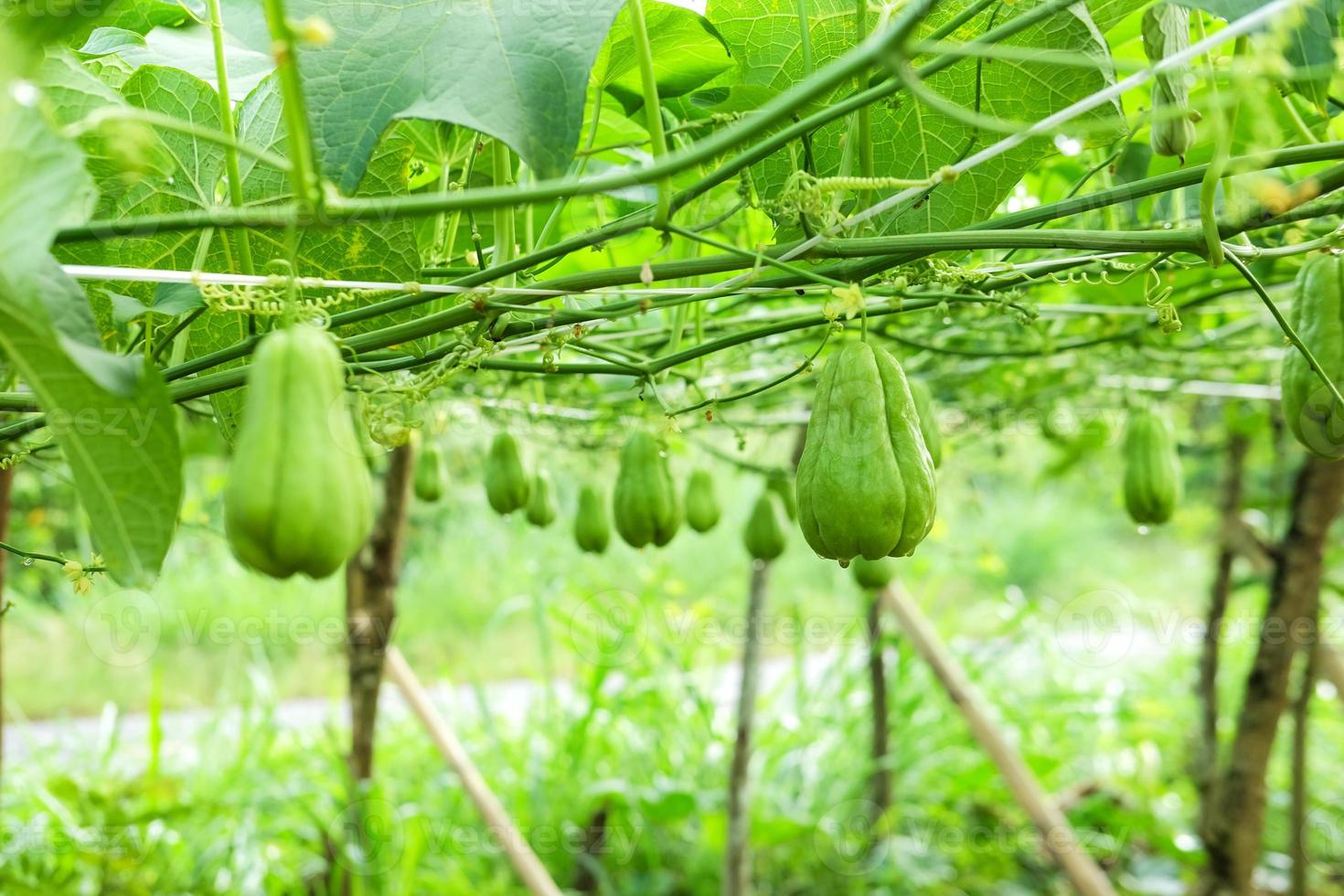 Fresh chayote plants in the garden photo