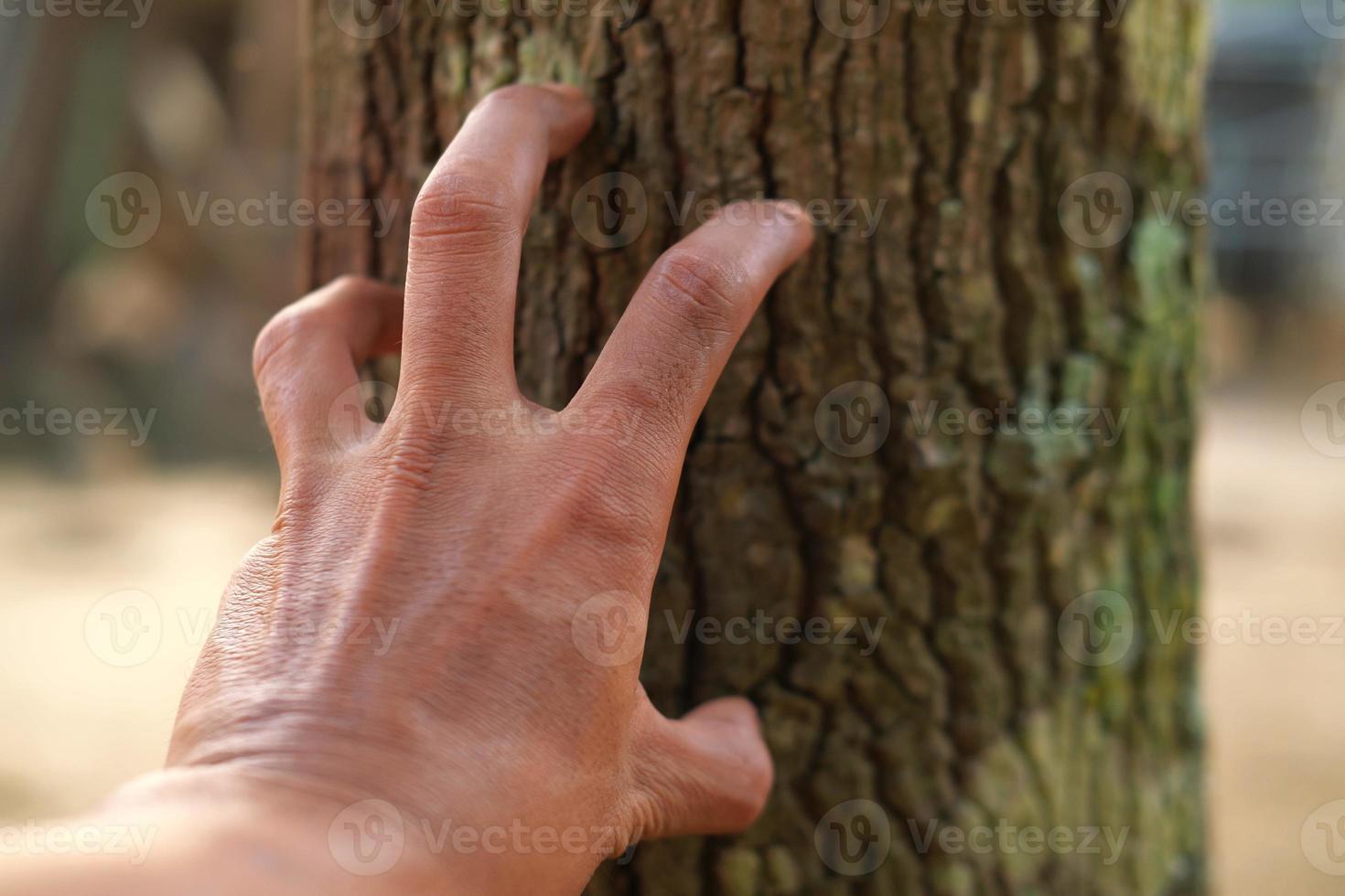 Man's hand holding something on a tree photo